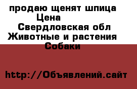 продаю щенят шпица › Цена ­ 5 000 - Свердловская обл. Животные и растения » Собаки   